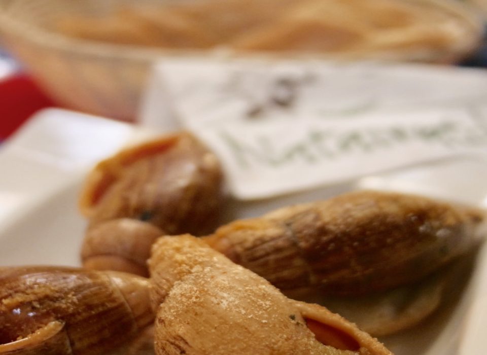 Escargot de l'Ile des Pins - Bulimes
